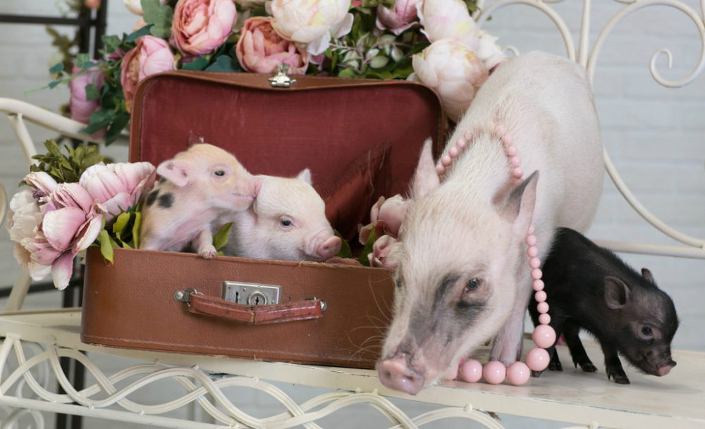 Питомник минипигов