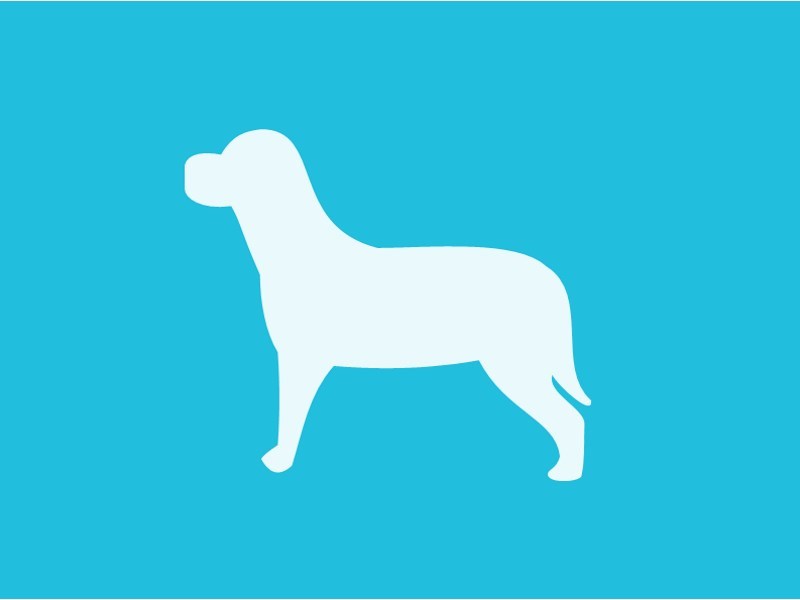 Матрица БКГ: учимся правильно доить коров 5 Dog, собака